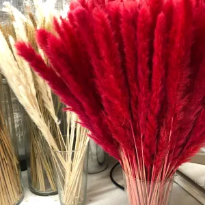 Dried Reed Blady Flower Grass 40-50cm Stem x 15pcs - Red ((CLEARANCE))